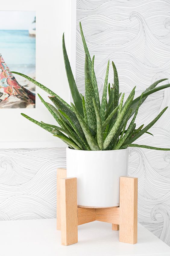 aloe vera υπνοδωμάτιο mamamiska